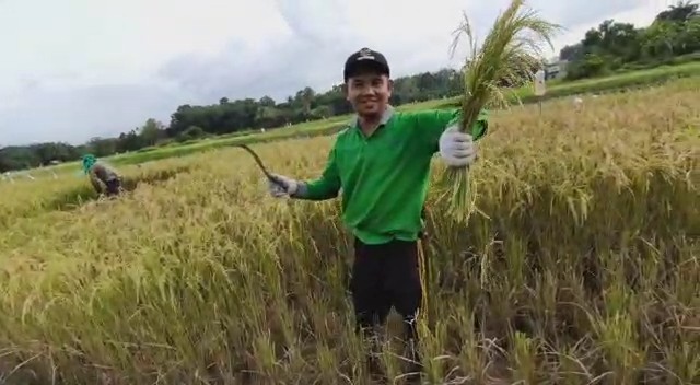 Berhasil Panen Raya Pemdes Talontam Anggarkan Dana Desa Untuk Petani Padi<script async src=