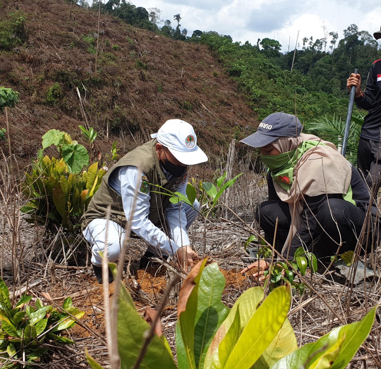 Hari Gerakan Satu Juta Pohon se Dunia, PTPN V Reboisasi Hutan Lindung Bukit Suligi